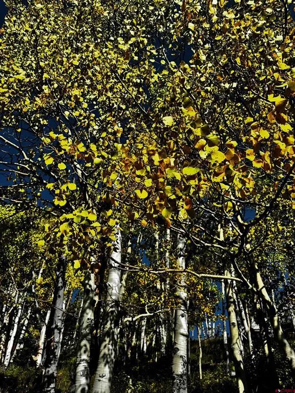 248 Meadow Drive Crested Butte, CO 81224