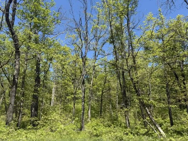 USFS 5196 Baldwin, MI 49304