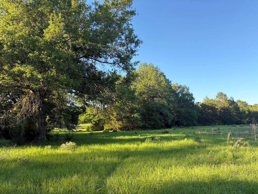 289 County Road 261 Oakwood, TX 75855