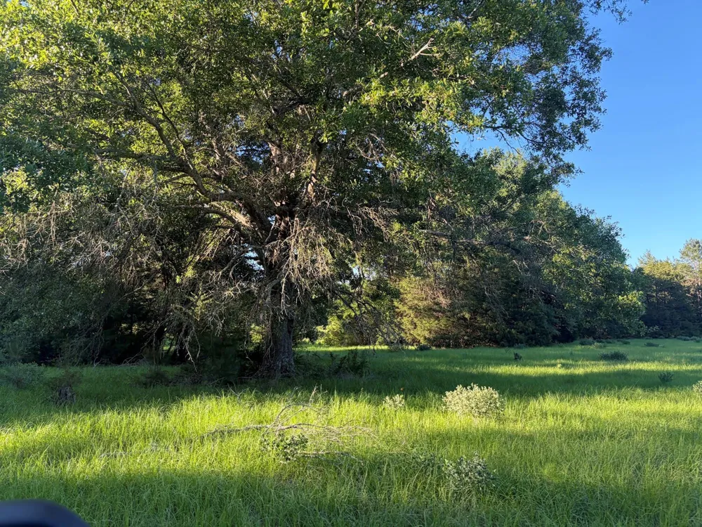 289 County Road 261 Oakwood, TX 75855