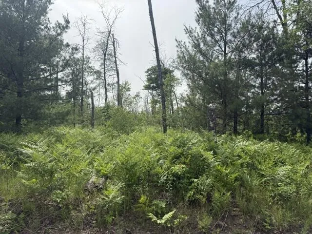 2 Nelson Road Idlewild, MI 49642