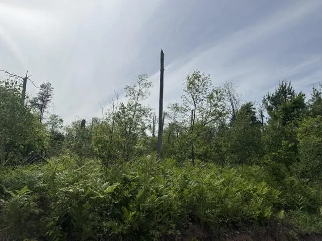 2 Nelson Road Idlewild, MI 49642