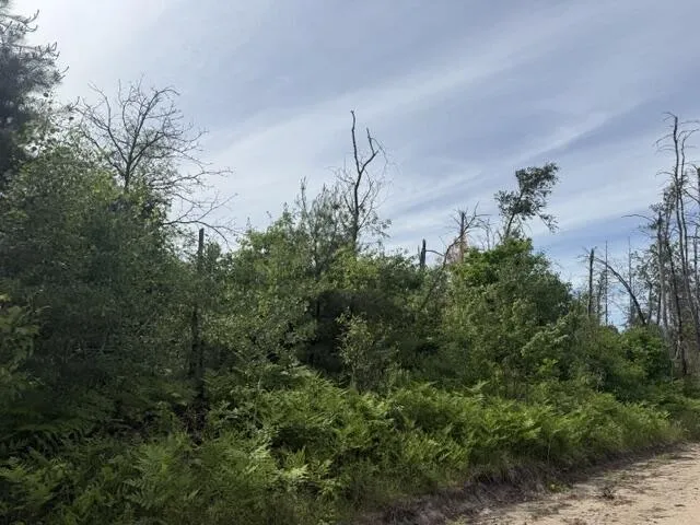 2 Nelson Road Idlewild, MI 49642