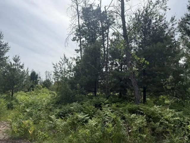 3 Nelson Road Idlewild, MI 49642