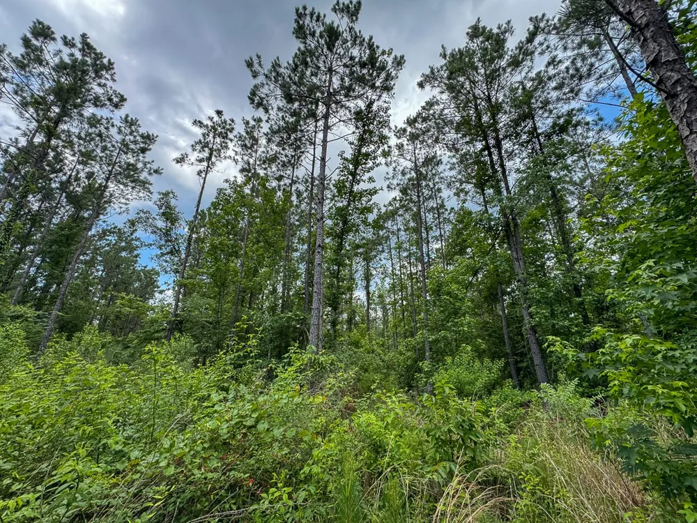 Blade Loop Road Jena, LA 71342