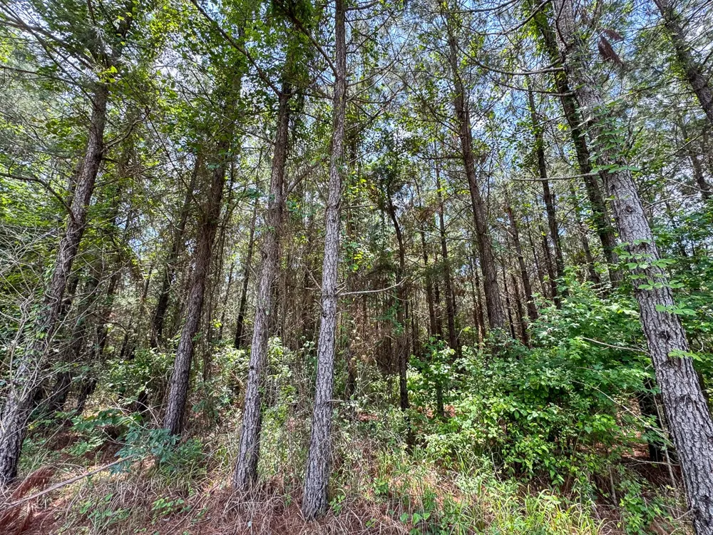 Blade Loop Road Jena, LA 71342