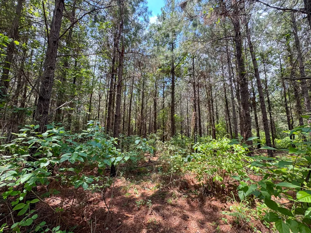 Blade Loop Road Jena, LA 71342