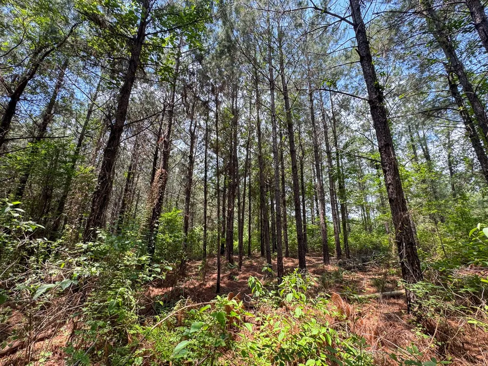 Blade Loop Road Jena, LA 71342