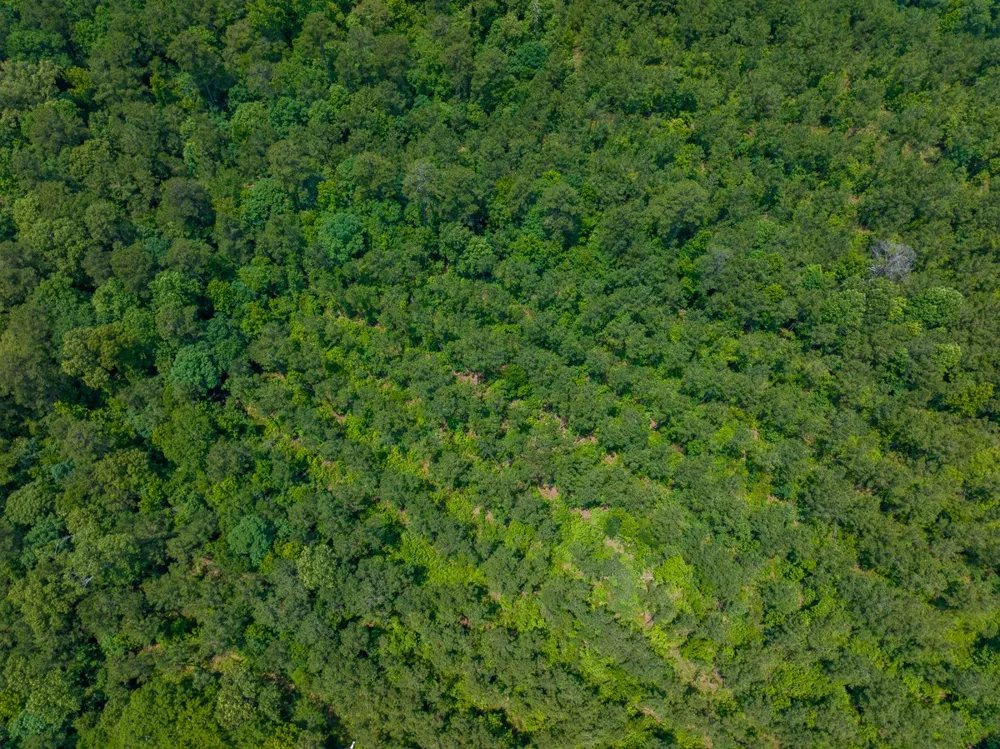 Blade Loop Road Jena, LA 71342