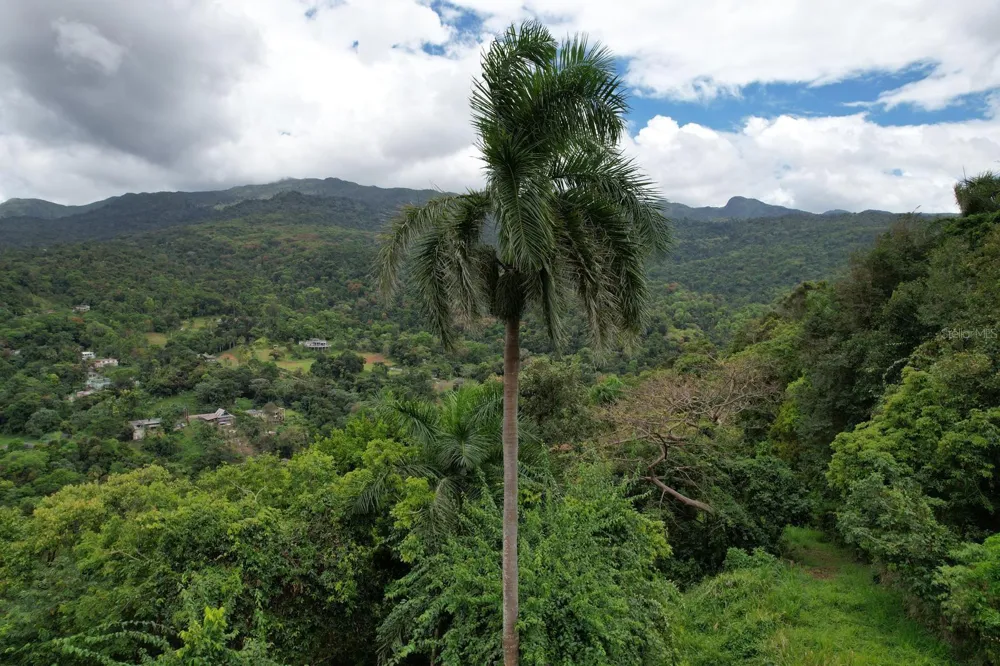 KM 22.1 PR 186 Rio Grande, PR 00745