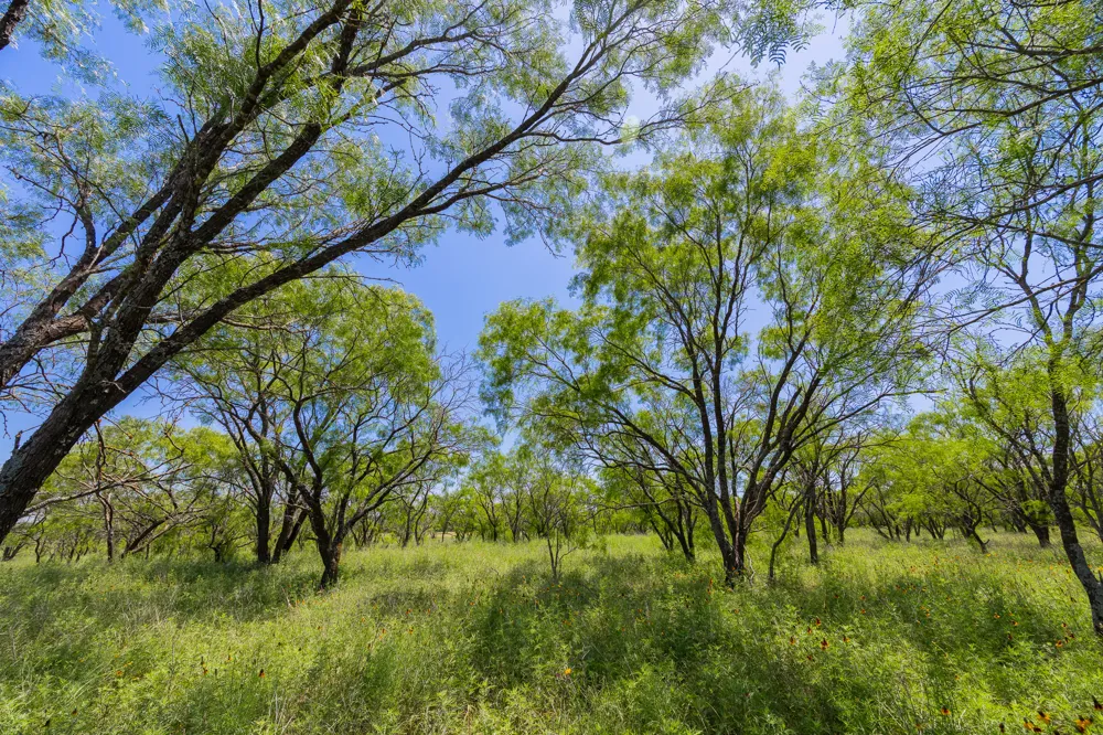 Address Not Shown Purmela, TX 76566