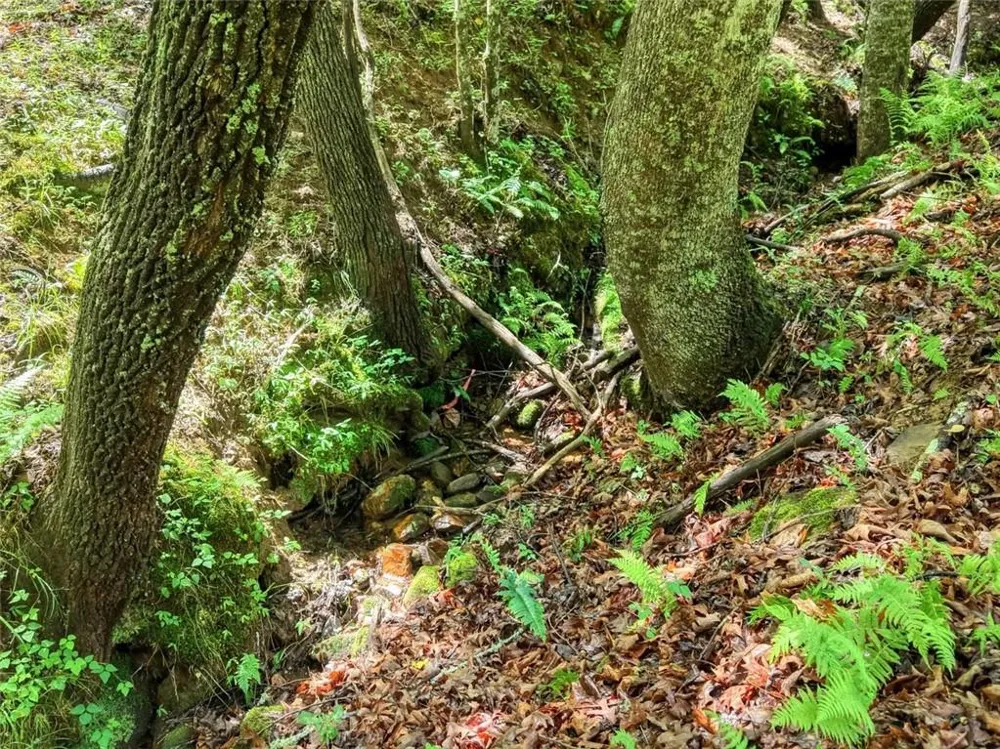 1564 Black Ankle Creek Road Cherry Log, GA 30522