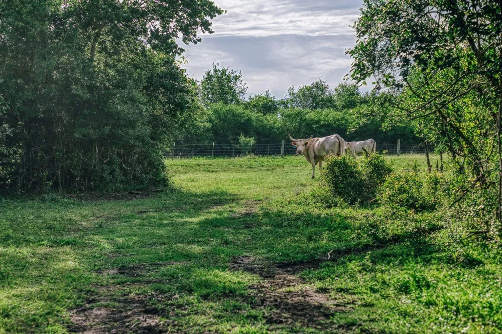 19576 Pickens Road Washington, TX 77880