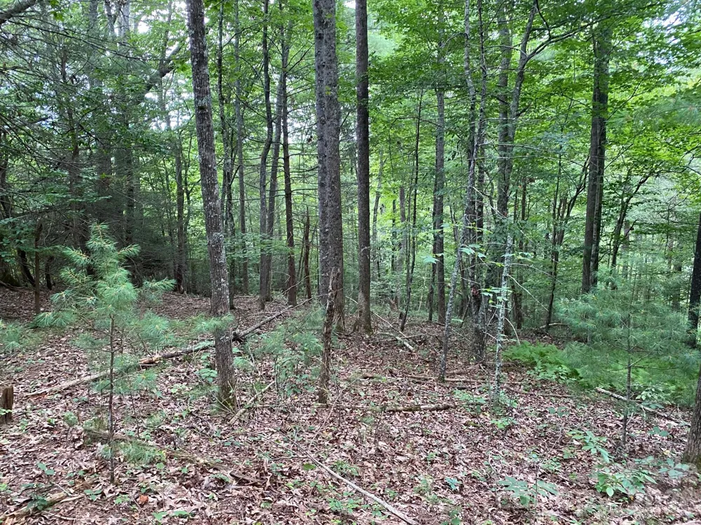 192 Pine Cone Trail #21 Marshall, NC 28753
