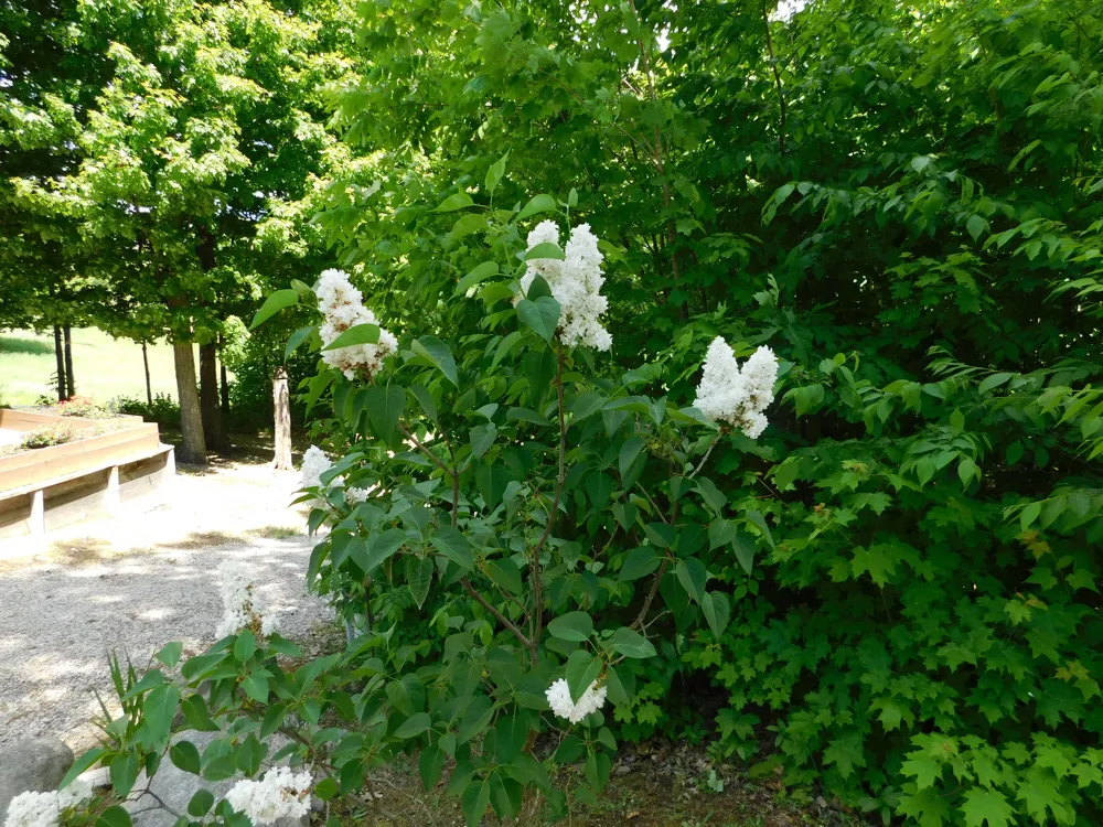 10653 Milarch Road Bear Lake Township, MI 49614