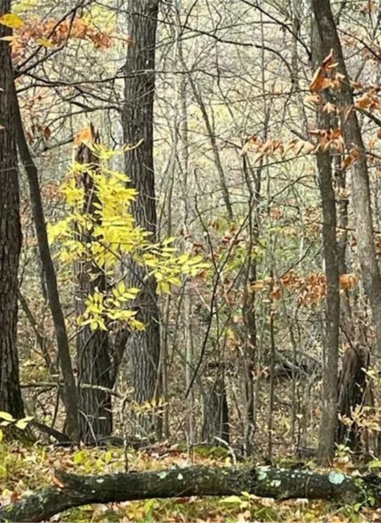 Lot 4 Tiger Street NW Princeton, MN 55371