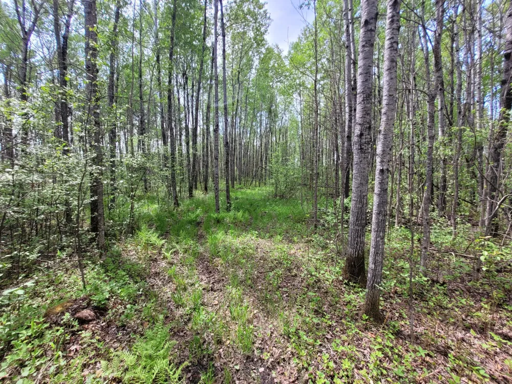 68401 County Road 547 Cook, MN 55723