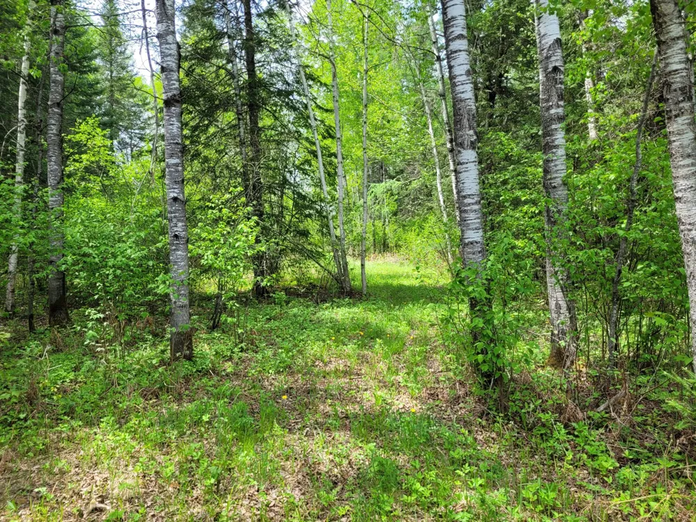 68401 County Road 547 Cook, MN 55723