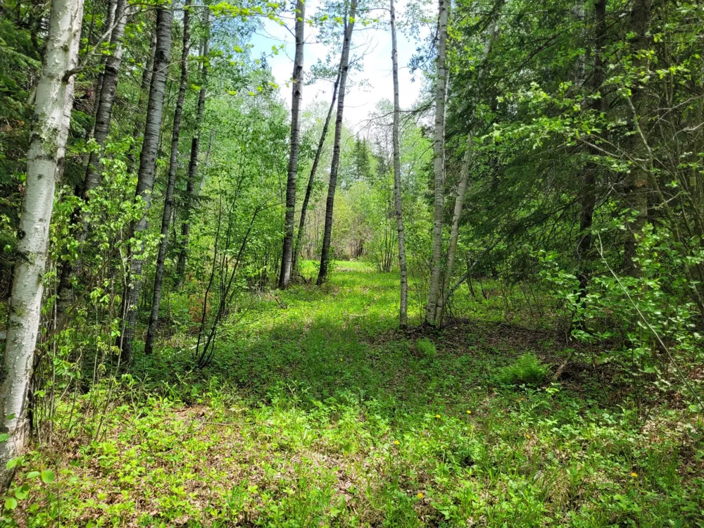 68401 County Road 547 Cook, MN 55723