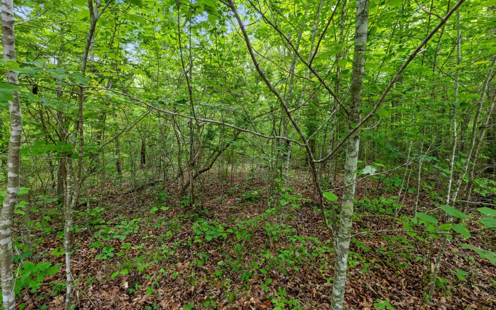 41 Quill Haven Drive Signal Mountain, TN 37377