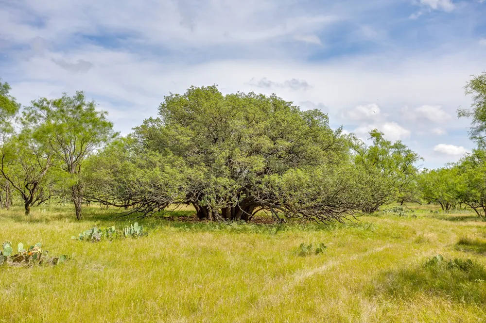 1053 Fm 503 Coleman, TX 76834