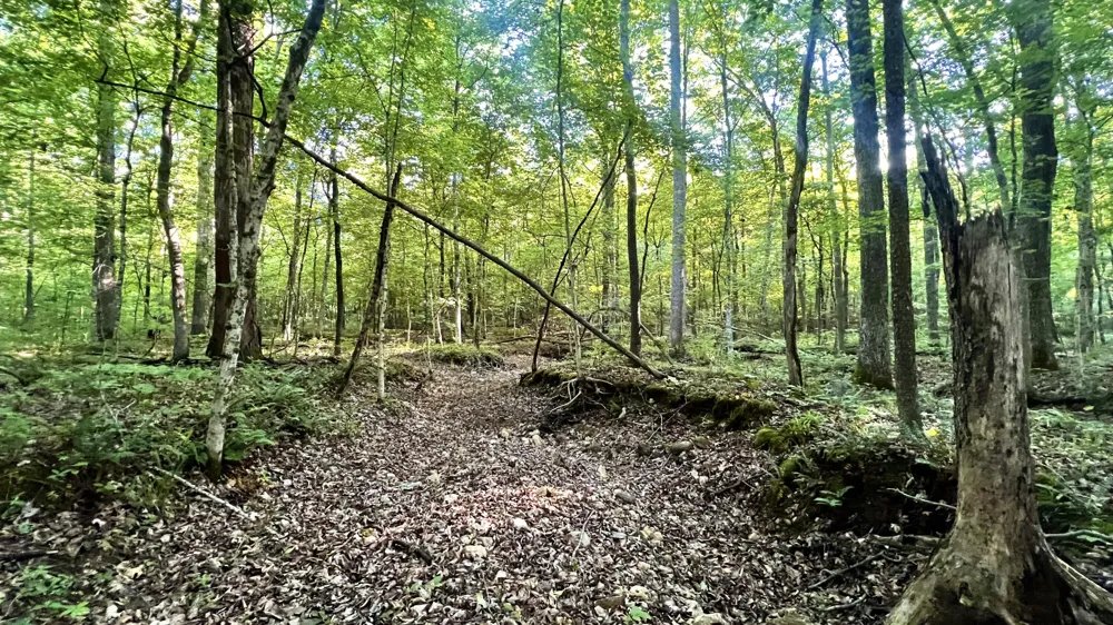 7 Mile Ridge Road Indian Mound, TN 37079