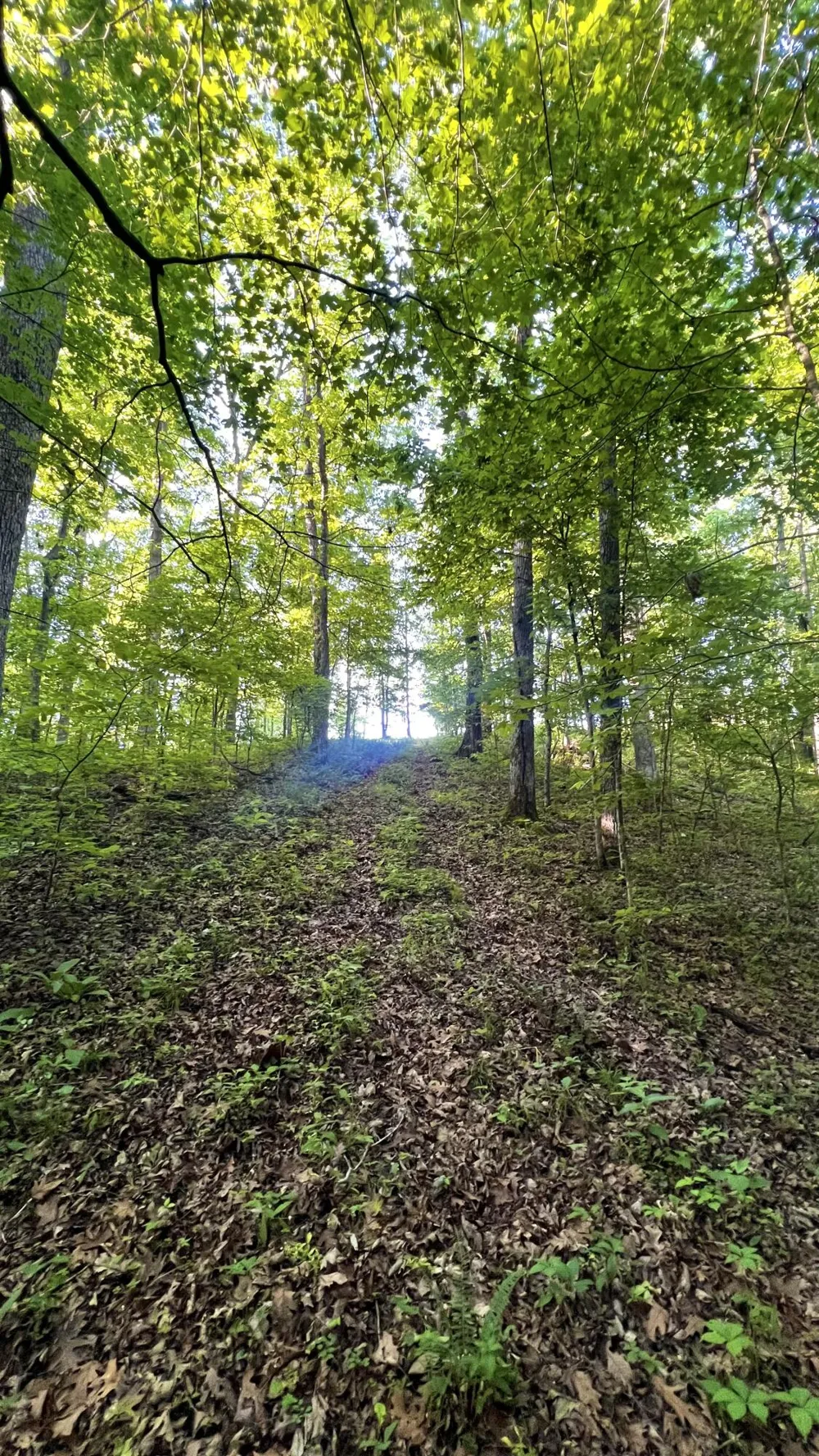 7 Mile Ridge Road Indian Mound, TN 37079