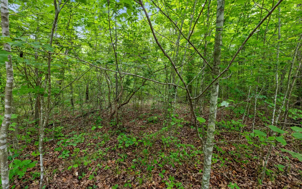 41 Quill Haven Drive Signal Mountain, TN 37377