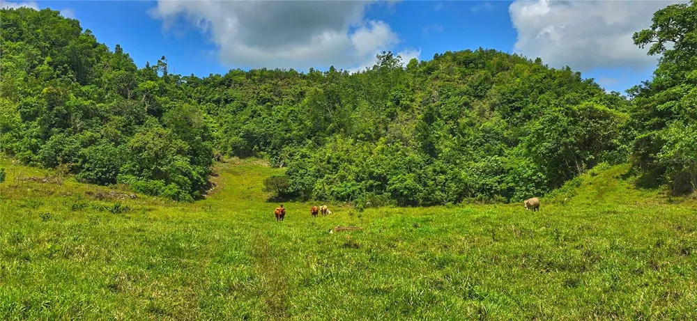 Carr 626 BO CALICHOZA Arecibo, PR 00613