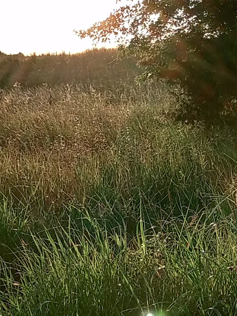0 Collins Run