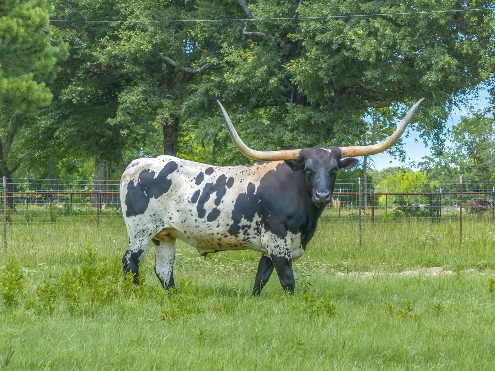132 Private Road 7105 Edgewood, TX 75117