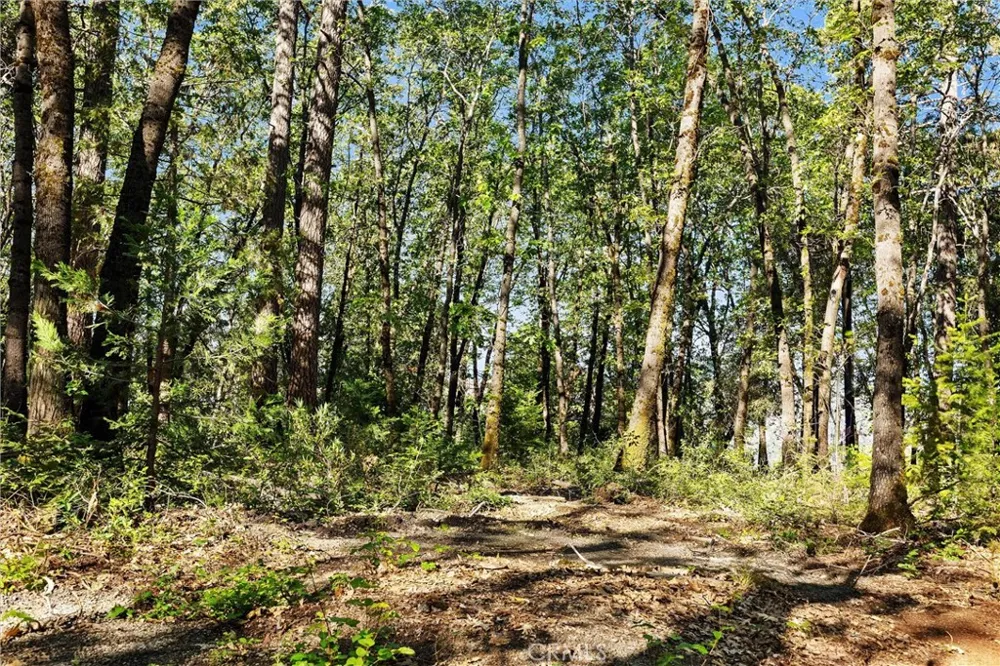 14087 Nimshew Magalia, CA 95954