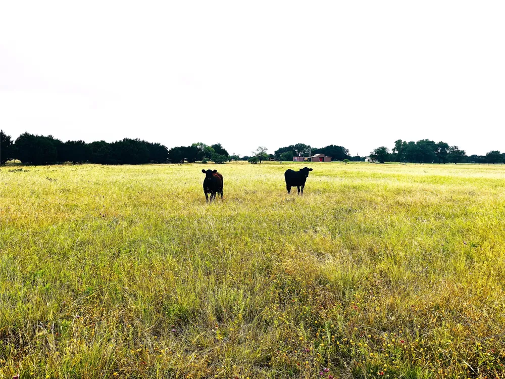 929 CR 2357 Meridian, TX 76665