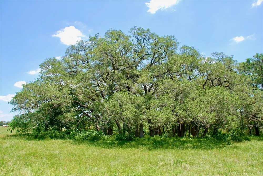 2170 Langdon Road Weimar, TX 78962