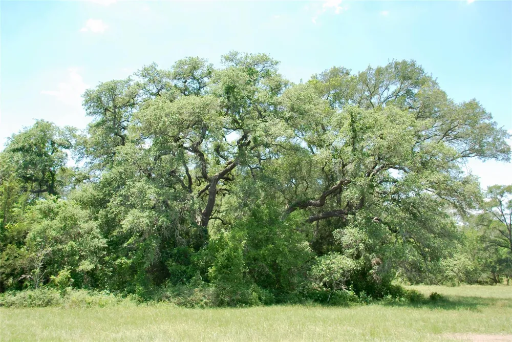 2170 Langdon Road Weimar, TX 78962