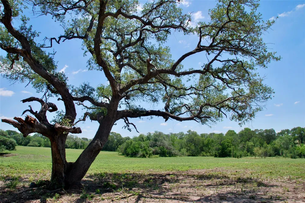 2170 Langdon Road Weimar, TX 78962