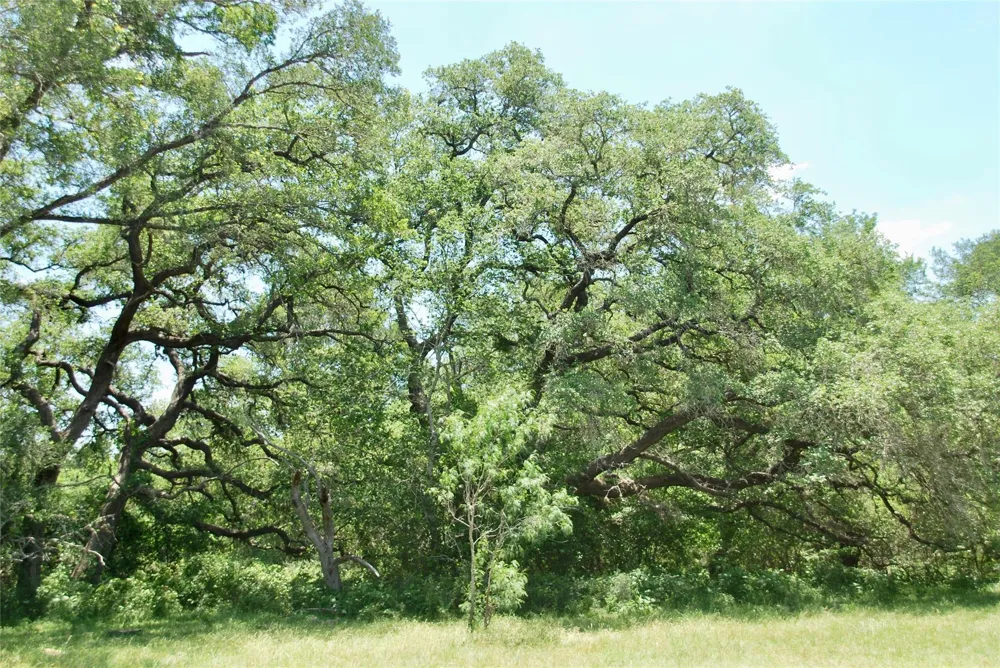 2170 Langdon Road Weimar, TX 78962