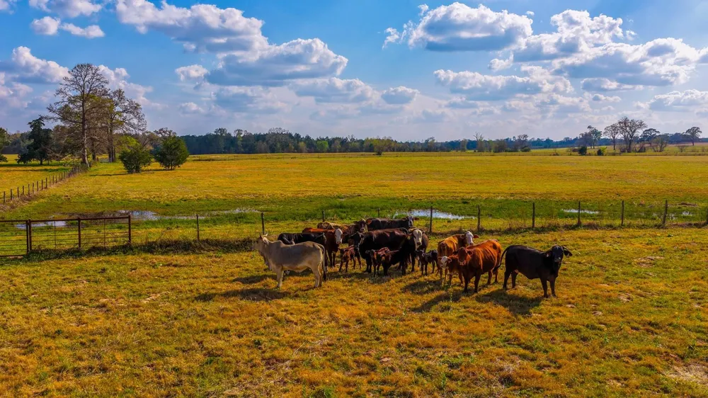 3588 County Road 4608 Troup, TX 75789