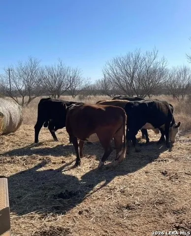 3968 Bluntzer Rd Jourdanton, TX 78026