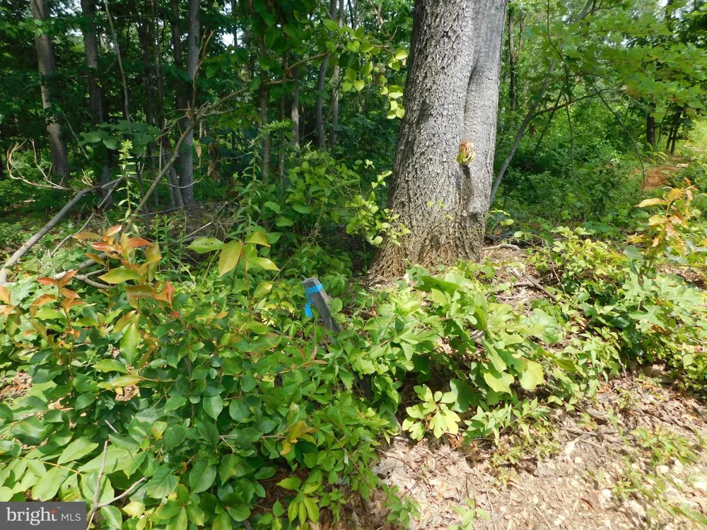 LARKIN RIDGE ROAD Front Royal, VA 22630