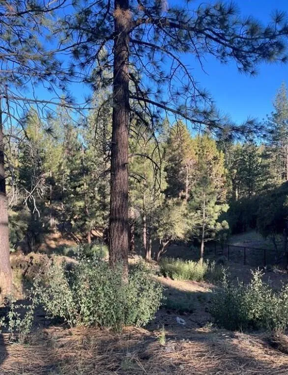 545 Division Drive Big Bear, CA 92314