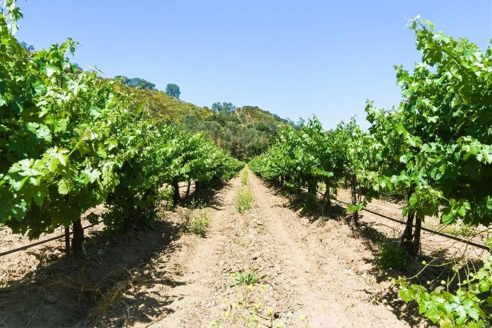 Cienega Road Hollister, CA 95023