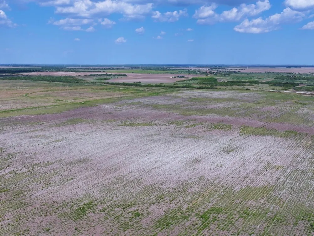 County Rd 1070 S #100 AC Kingsville, TX 78363