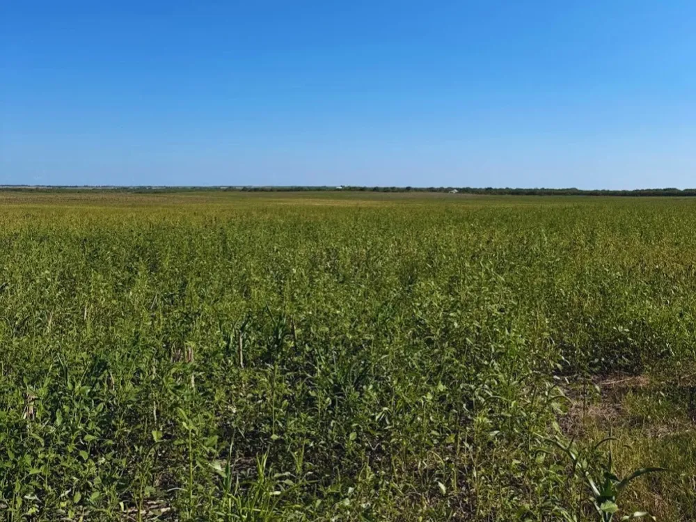 County Rd 1070 S #100 AC Kingsville, TX 78363