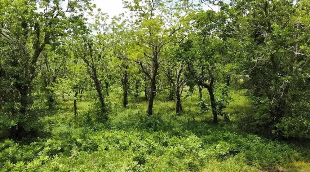 County Road 36 Angleton, TX 77515