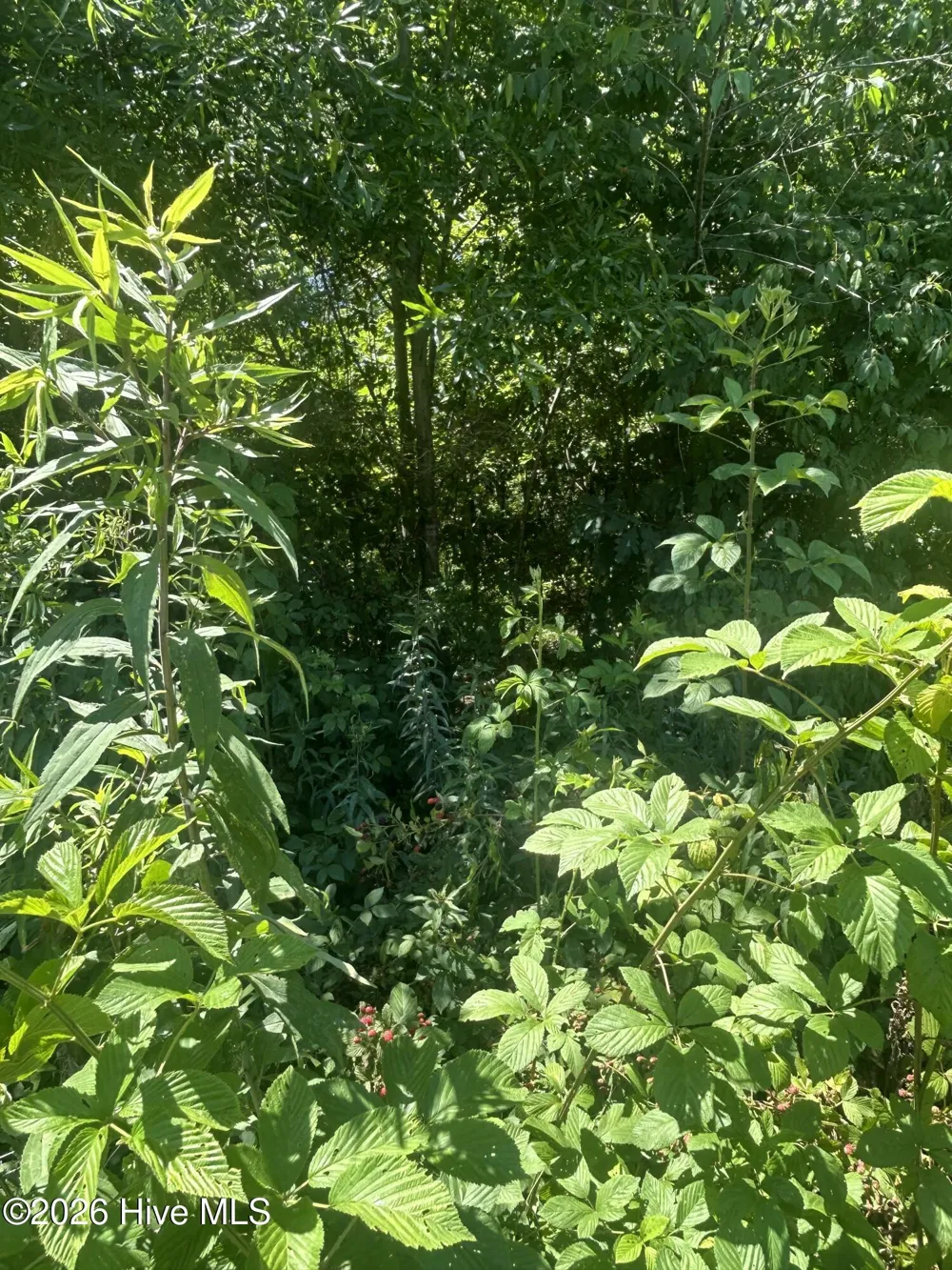 Tbd Nc Hwy 705 Robbins, NC 27325