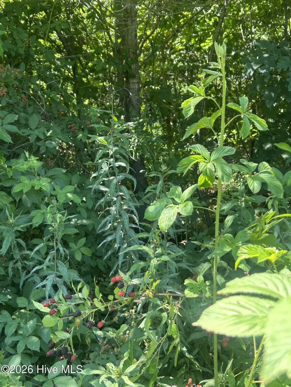 Tbd Nc Hwy 705 Robbins, NC 27325