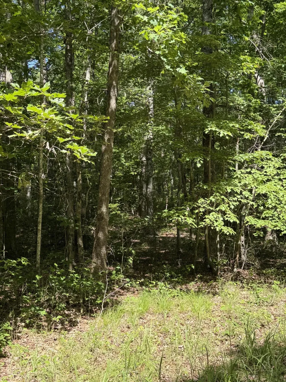 43 Bluffs Woods Altamont, TN 37301