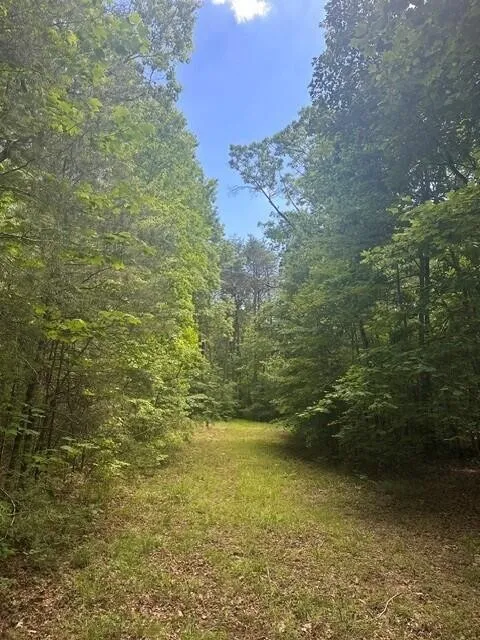 43 Bluffs Woods