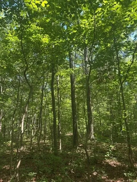 43 Bluffs Woods Altamont, TN 37301